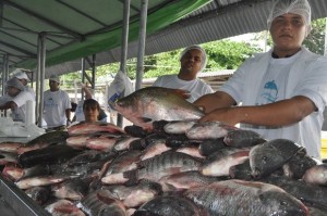 Feira do Peixe Vivo tem início nesta quarta-feira (23), ofertando 10 toneladas de todos os tipos de pescado para a Semana Santa do maceioense.