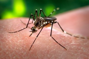 Combate a focos do mosquito transmissor do Aedes aegypti será uma ação a ser desenvolvida na próxima segunda-feira (28) por servidores do Samu.
