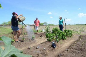 Programa Brasil Sem Miséria (PBSM) atua em três municípios do agreste alagoano 