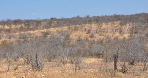 Semarh promove evento nesta sexta-feira (17) para incentivar combate à desertificação do solo.