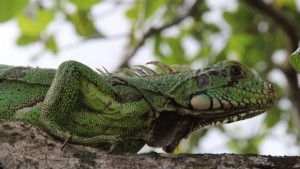 Animais silvestres em soltura monitorada nesta quinta-feira (17) pelo IMA e Ibama.
