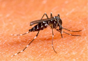 {7f36f29a6c1d36ed98d078abc083f576}_mosquito_dengue10_1200x829x0
