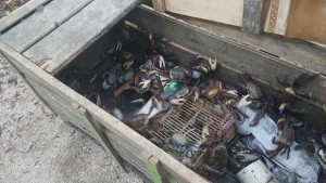 Ainda que a fiscalização do defeso do crustáceo seja de responsabilidade do Instituto Brasileiro do Meio Ambiente e dos Recursos Naturais Renováveis (Ibama), qualquer órgão ambiental pode penalizar os infratores caso haja flagrante.