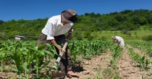 Pequenos produtores rurais de diversos municípios alagoanos passam a contar com mais uma ferramenta para produção em meio à prolongada estiagem: os kits irrigação (imagem abaixo).
