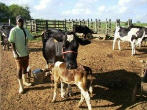 Produtores de Cajá dos Negros serão beneficiados na próxima terça-feira (28) com liberação de recursos através da Desenvolve