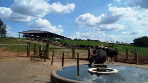 Vacas Holandesas