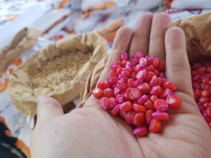 Governo entregará 1 milhão e 250 mil quilos de sementes de feijão (arranca e corda), milho, sorgo e arroz(